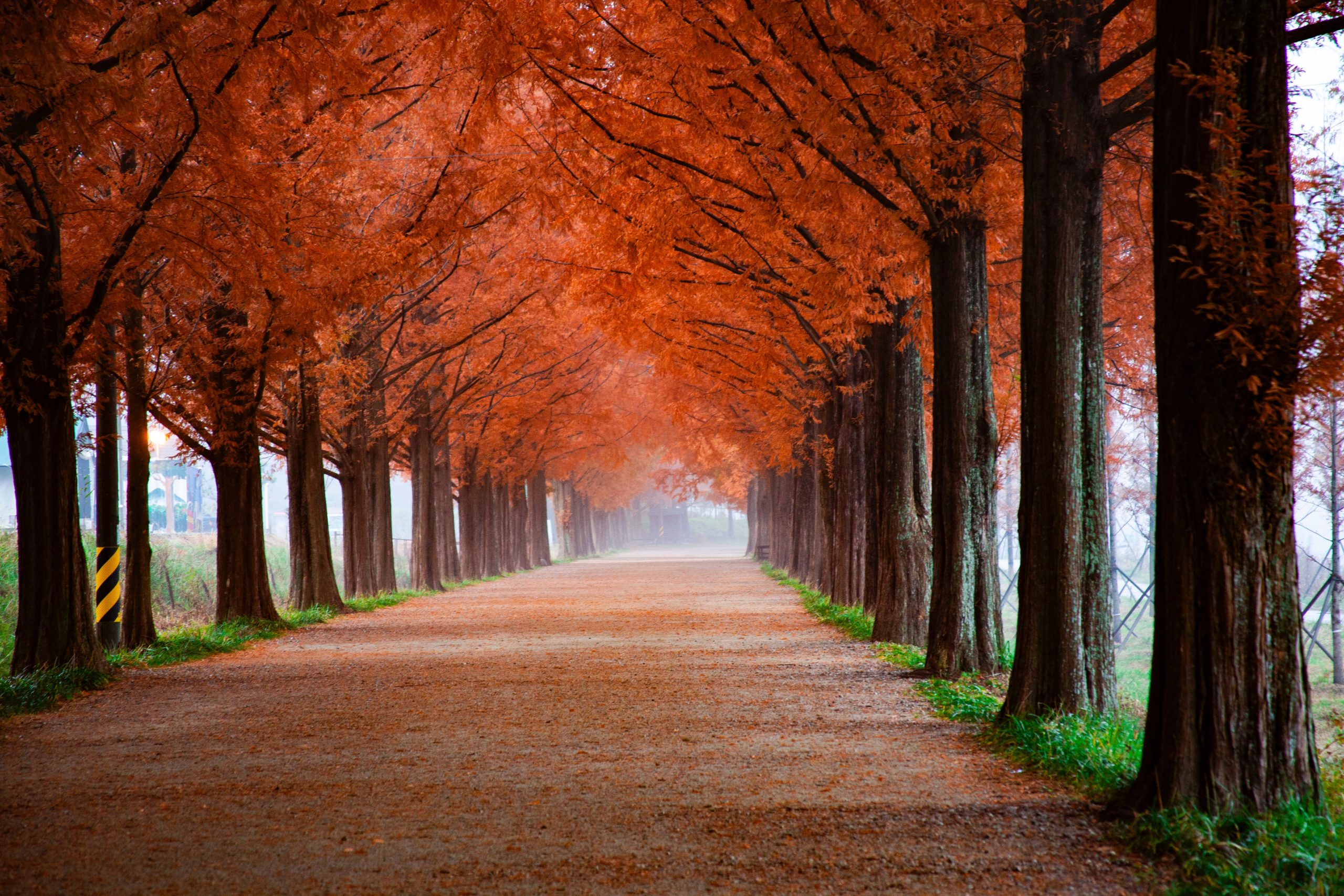 roadway-surrounded-by-trees